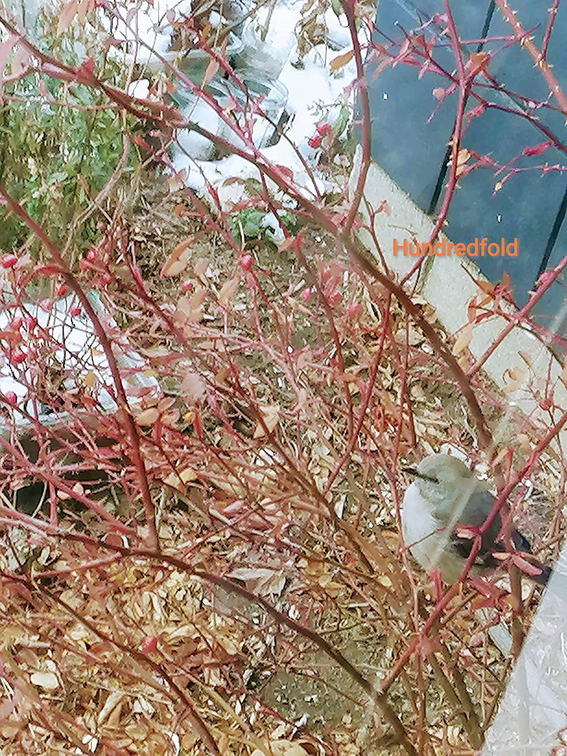 A mockingbird perched on a swamp rose bush, feeding on rose hips in early winter in Toronto.
