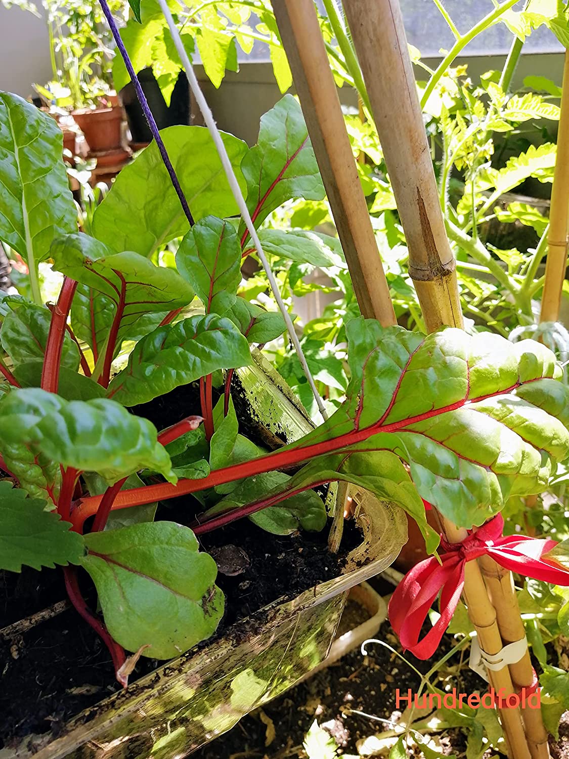 Graines de blettes arc-en-ciel aux couleurs mélangées au centuple 100 graines de légumes – Beta vulgaris Non OGM Cultivez vos propres aliments et embellissez votre espace 