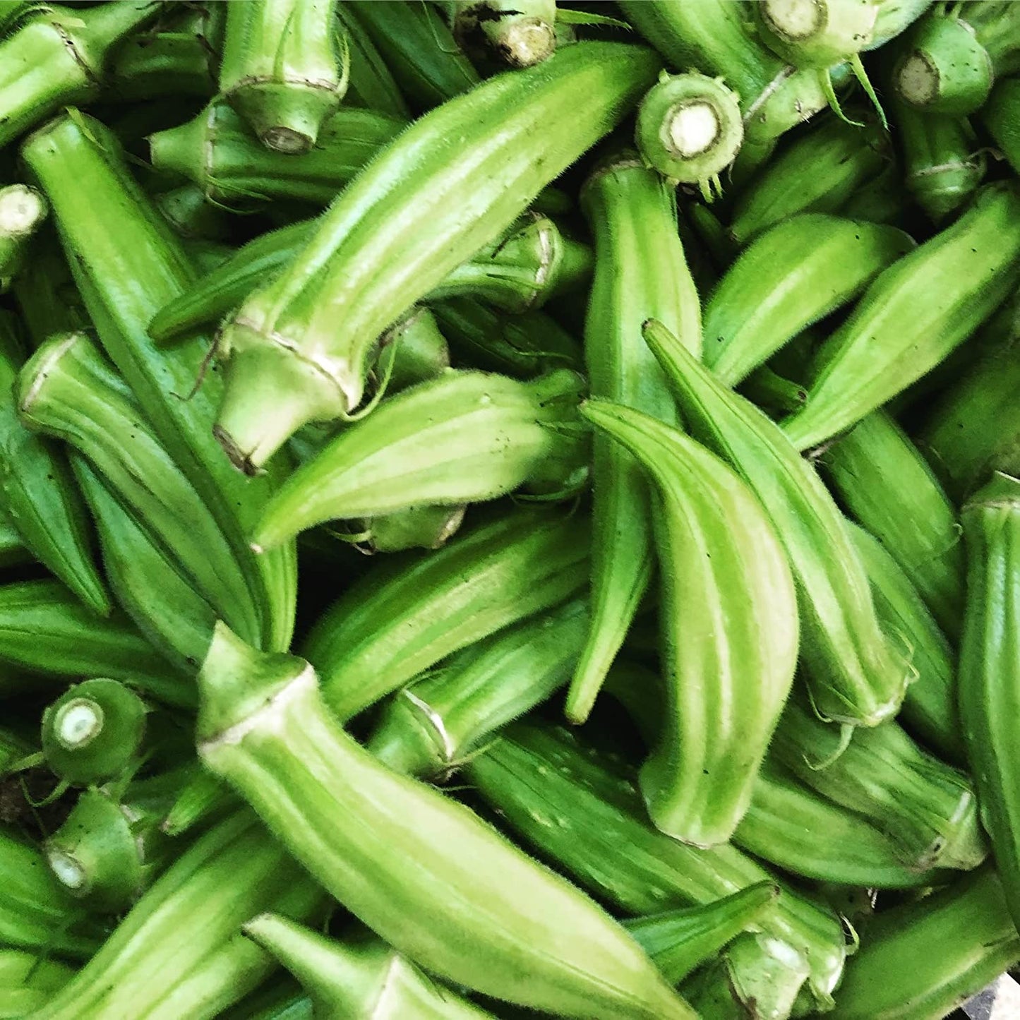 Clemson Spineless Okra 50 Vegetable Seeds - Abelmoschus esculentus Non-GMO Okro, Edible Pods and Flowers