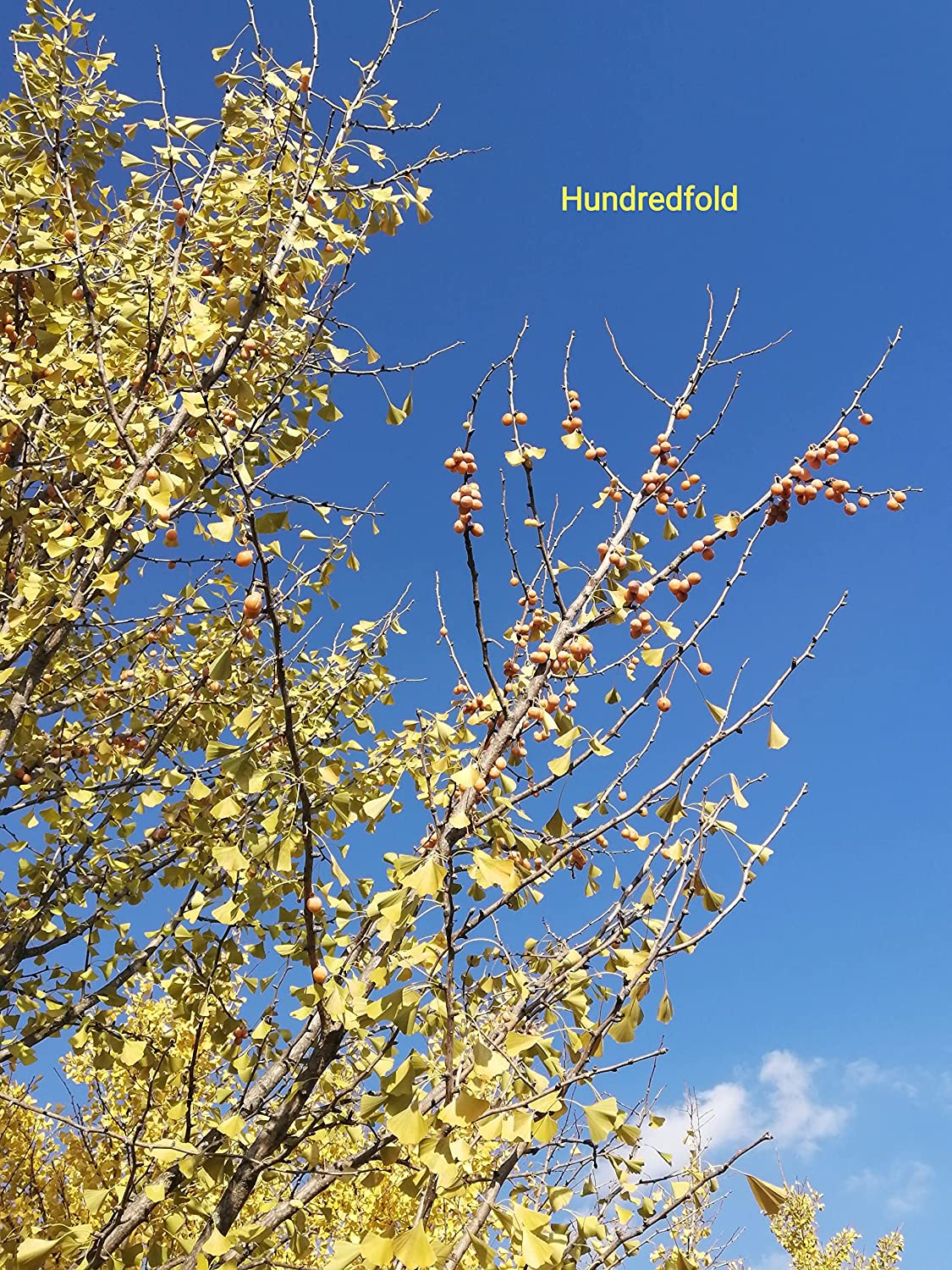 Hundredfold Ginkgo 4 Tree Seeds - Ginkgo biloba, Gingko, Ontario Grown, Golden Fall Color