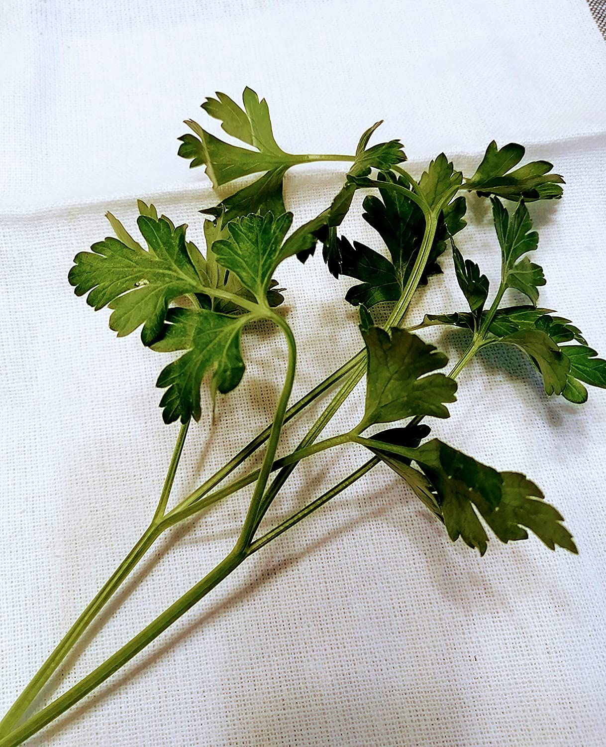 Hundredfold Italian Dark Green Flat Leaf 1000 Parsley Seeds- Petroselinum crispum Non-GMO Fine Herb, Attract Swallowtail Butterflies, Packed & Shipped in Canada