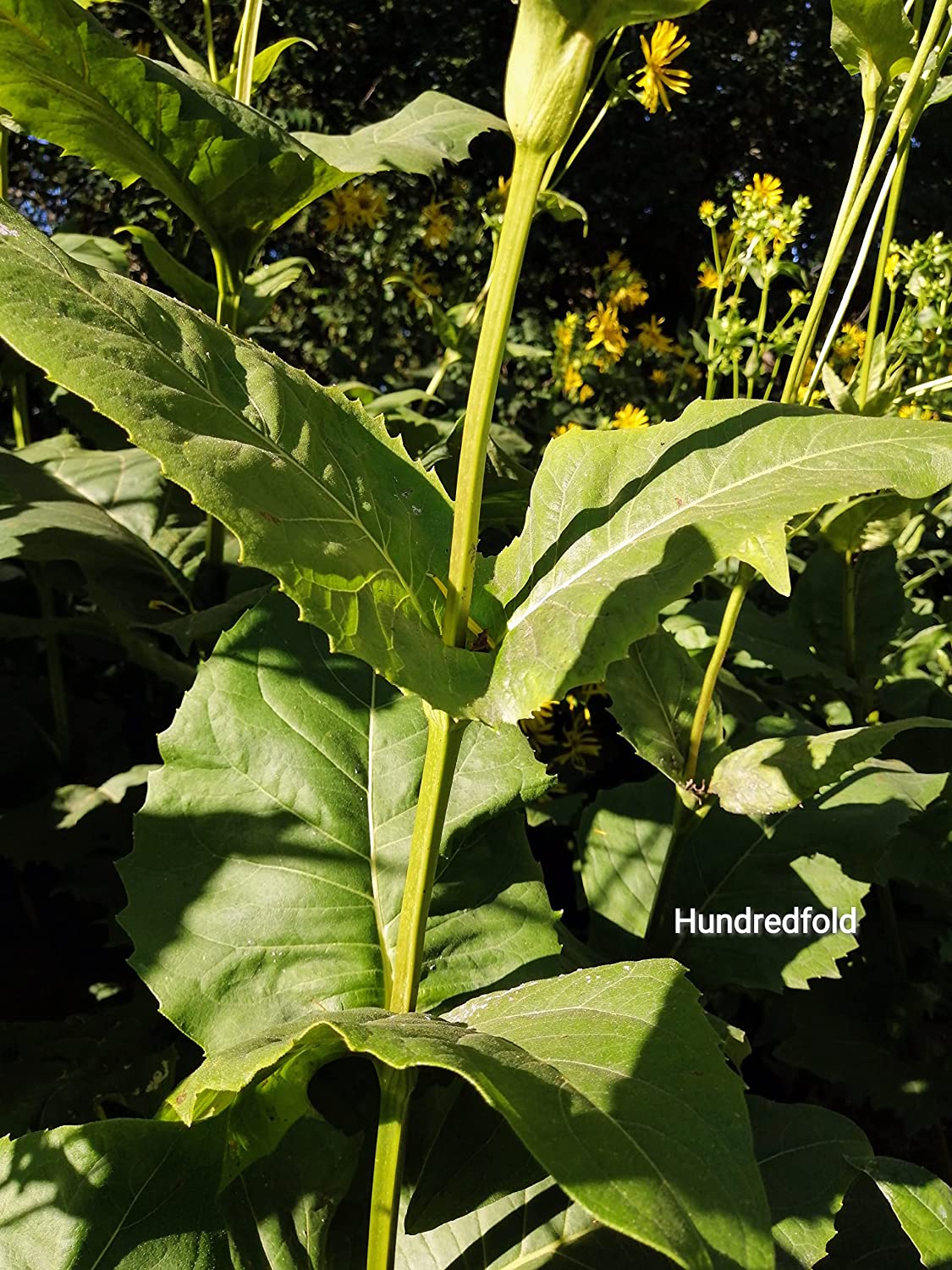 Plante à coupe centuple 50 graines - Silphium perfoliatum Fleur sauvage indigène de l'Ontario, parfaite pour les prairies indigènes ou les jardins pluviaux 