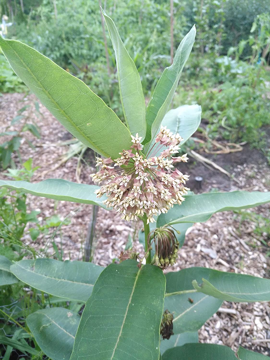 Hundredfold Common Milkweed Native Wild Flower 30 Seeds - Asclepias syriaca Milk Weed, Food Source for Monarch Caterpillar and Butterfly