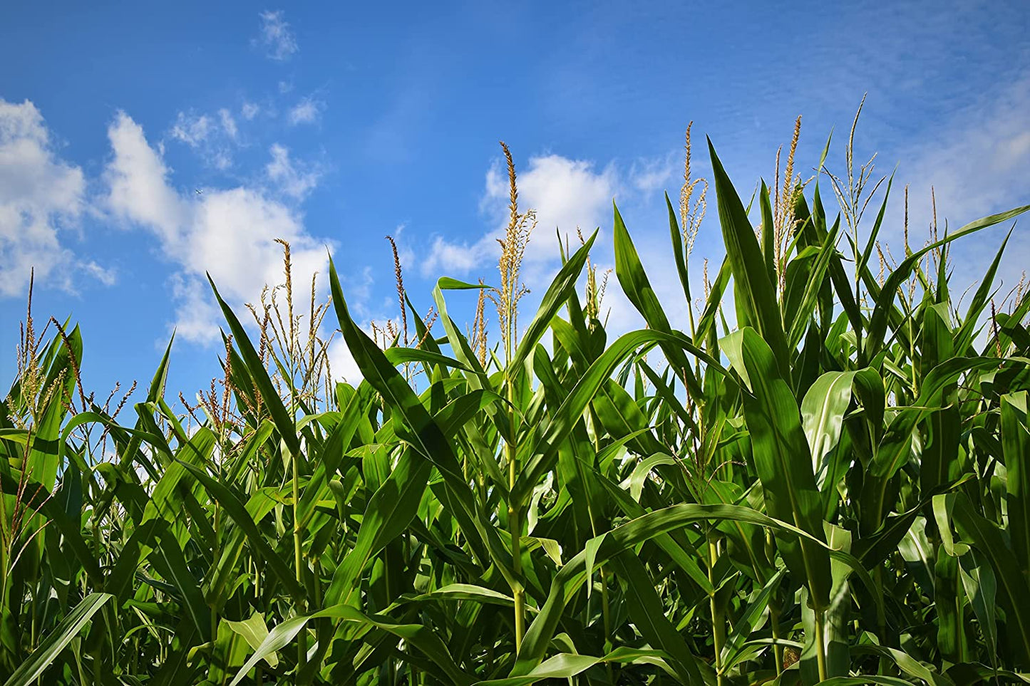 Maïs indigène biologique Painted Mountain sans OGM 50 graines - Maïs Zea mays pour la plantation, maïs ornemental et farine 