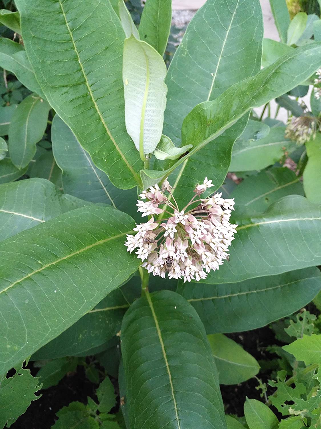 Hundredfold Common Milkweed Native Wild Flower 10 Grams of Seeds - Asclepias syriaca Milk Weed, Food Source for Monarch Caterpillar and Butterfly