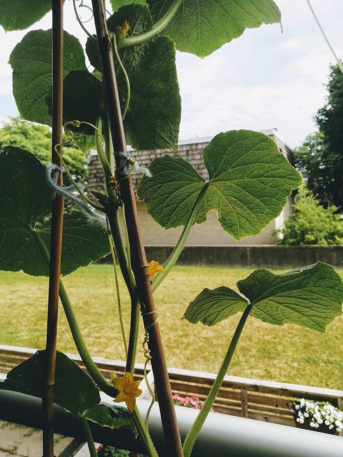 Concombre citronné centuple 50 graines de légumes - Cucumis sativus, héritage sans OGM, vigne vigoureuse et fruits croquants 