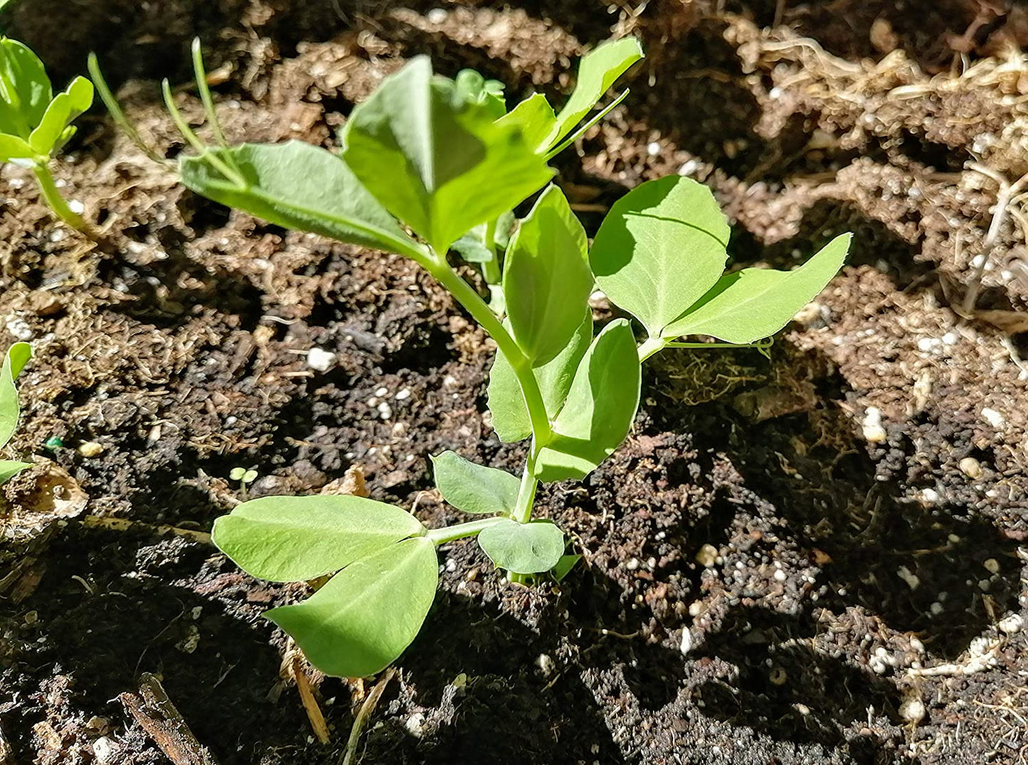 Hundredfold Sugar Ann Snap Pea 50 graines de légumes - Pisum sativum Dwarf Vine, sans OGM, pour la plantation en conteneur, sur le patio ou dans le champ, emballées et expédiées au Canada 