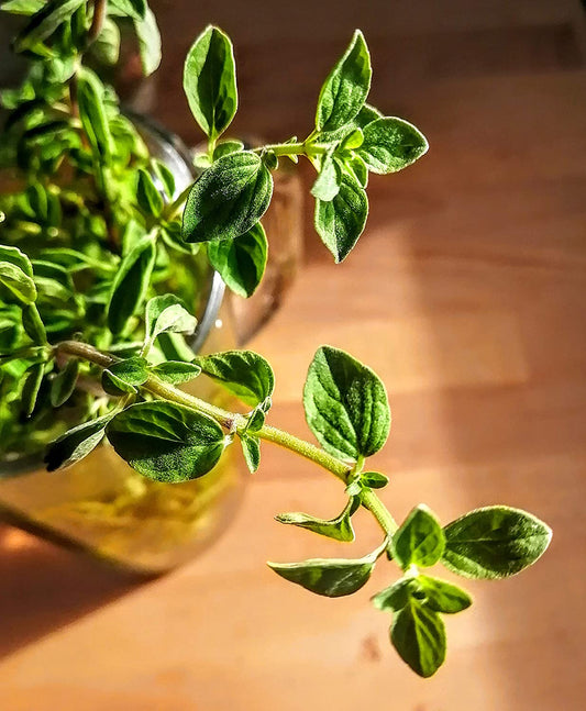 Origan Vulgare Centuple Heirloom 1000 Graines - Origanum vulgare, Herbe à Pizza Sans OGM, pour la Cuisine Italienne 
