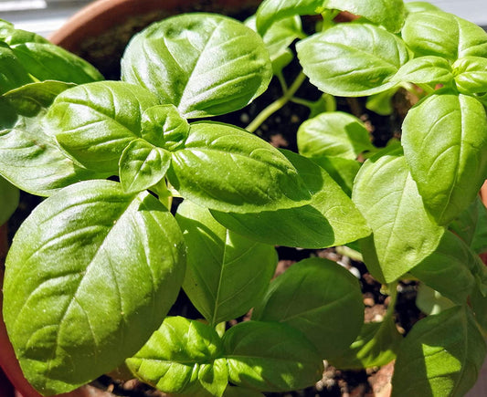 Hundredfold Sweet Italian Large Leaf Basil 300 Herb Seeds - Ocimum basilicum for Pesto, Gourmet Pizza or Salad