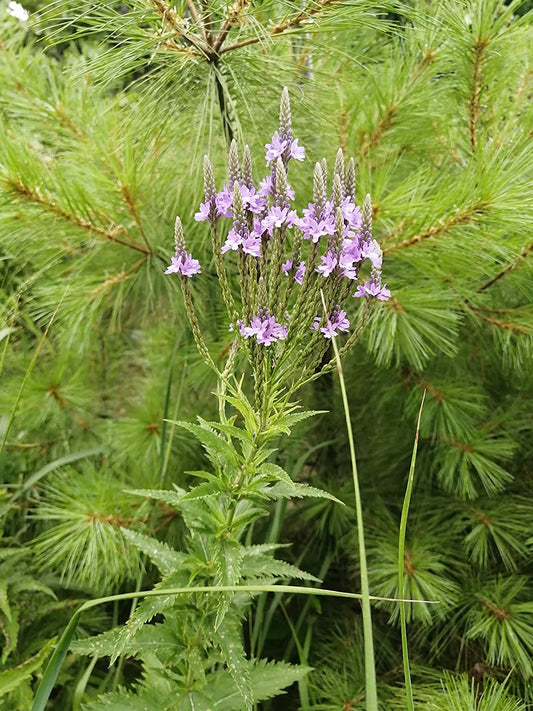 Hundredfold 500 Blue Vervain Wild Flower Seeds - Verbena Hastate Canada Native, American Vervain, Swamp Verbena