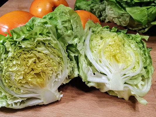 Laitue Big Boston biologique Hundredfold Nancy 500 graines de légumes - Lactuca Sativa Butter Head, sans OGM