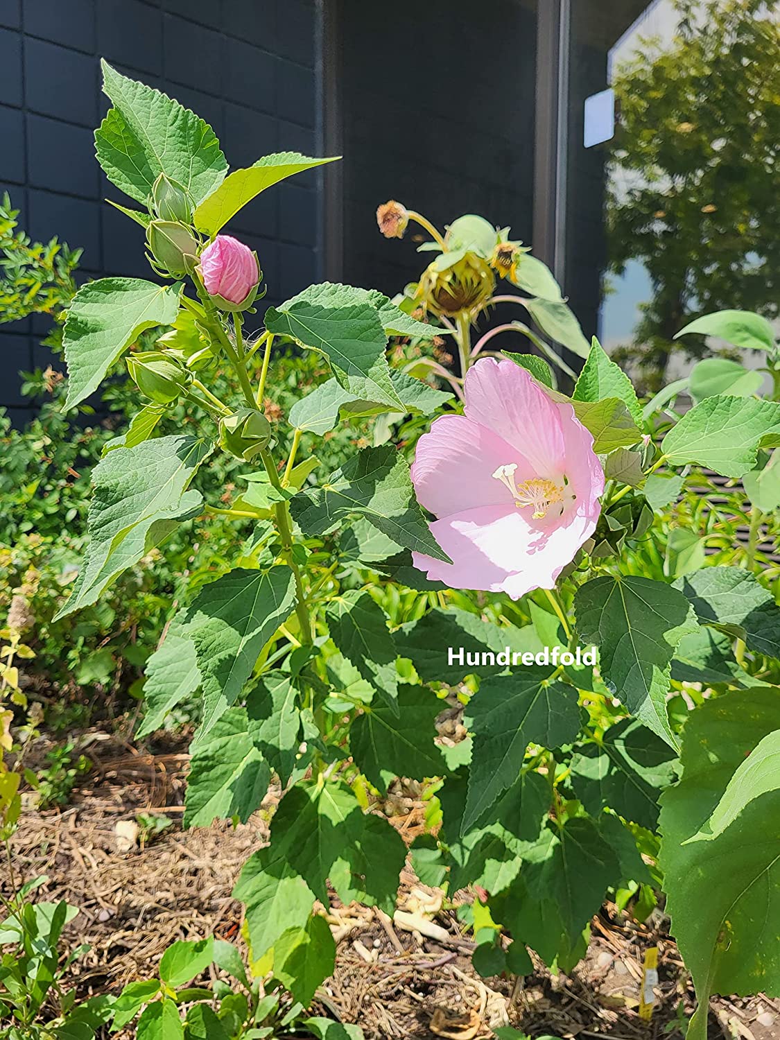 Hundredfold 10 Swamp Rose Mallow Flower Seeds - Hibiscus moscheutos Rosemallow, Marshmallow Hibiscus, Ontario Native Wild Flower Perfect for Cottage & Rain Garden