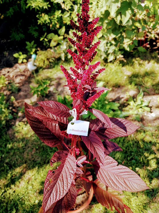 Organic Hopi Red Dye Amaranth 500 Native Seeds - Amaranthus cruentus Non-GMO for Vegetable, Flower and Grain