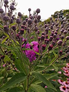 Hundredfold Common Ironweed 500 Flower Seeds - Vernonia fasciculata Perfect for Prairie or Meadow Garden