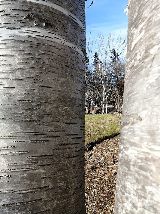 Hundredfold 50 Sweet Birch Seeds - Betula lenta Black Birch, Cherry Birch Native Tree in Canada and USA, Excellent for Landscaping and Reforestation
