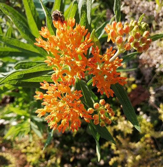 Hundredfold Butterfly Weed 50 Flower Seeds – Asclepias tuberosa, Orange Milkweed Pleurisy Root US and Canada Native, Host Plant for Monarch Butterfly Larvae