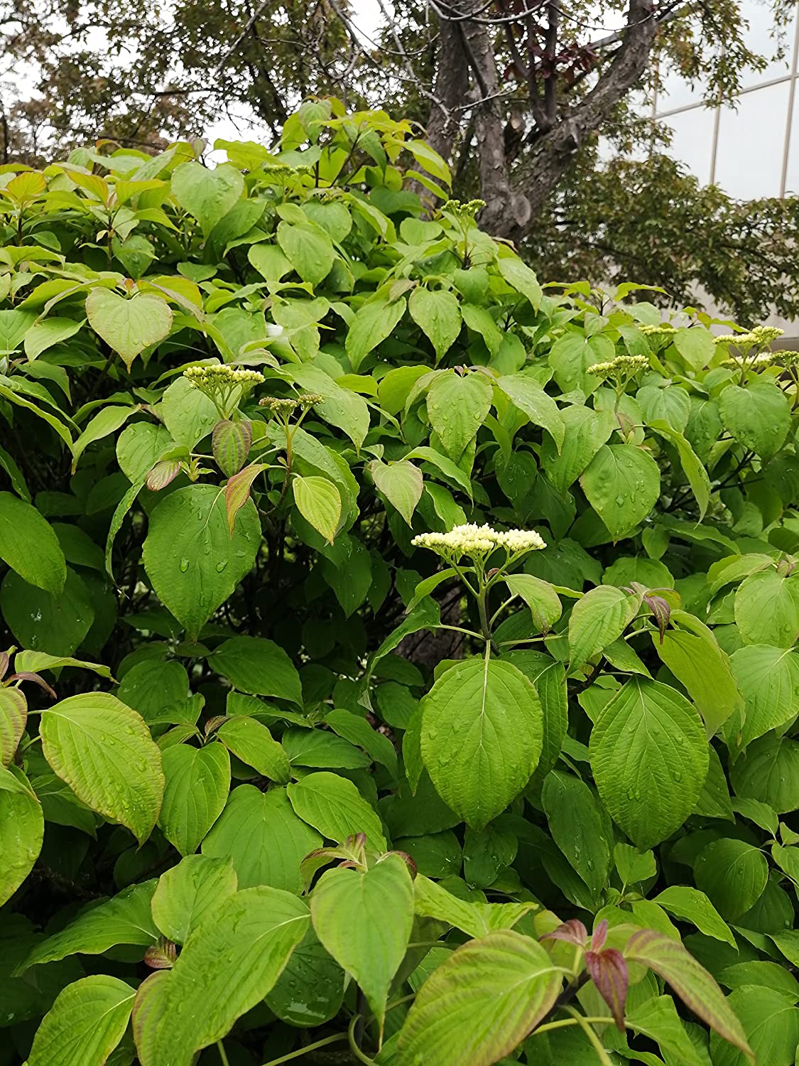 Graines d'arbustes de cornouiller pagode au centuple 10 - Cornus alternifolia Cornouiller à feuilles alternatives Petit arbre indigène de l'Ontario, avec des intérêts quatre saisons