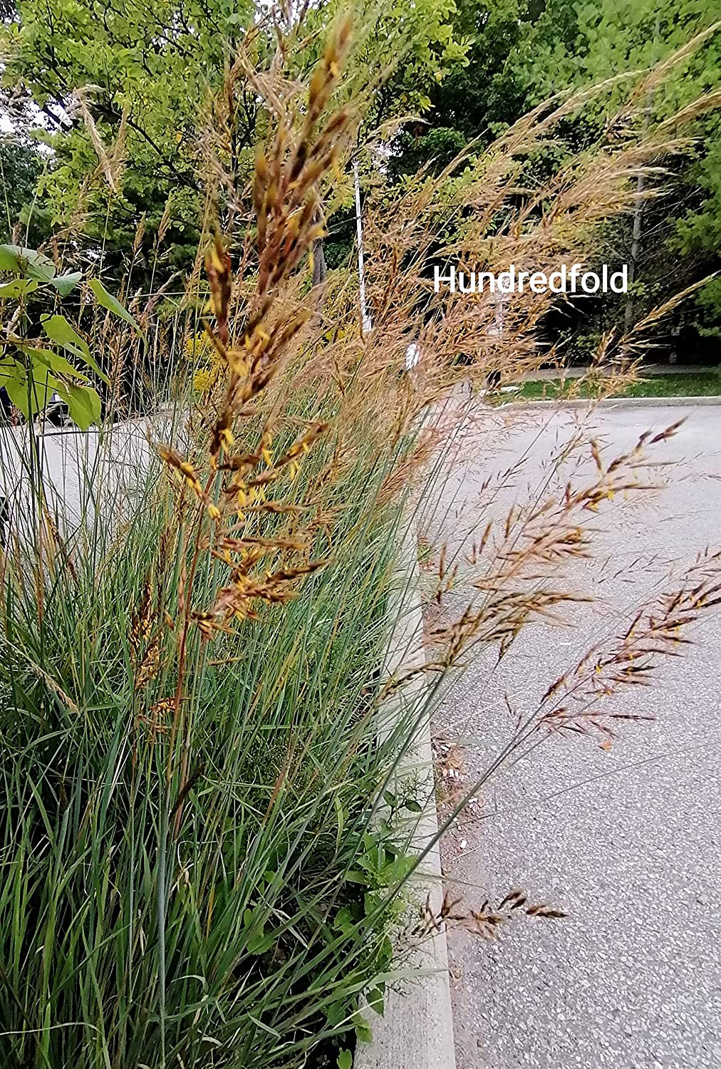 Centuple 500 graines d'herbe indienne - Sorghastrum nutans Herbe indienne Graminées ornementales en touffes, herbe indienne jaune, attire les oiseaux, appréciée pour les jardins indigènes et les prairies de fleurs sauvages 