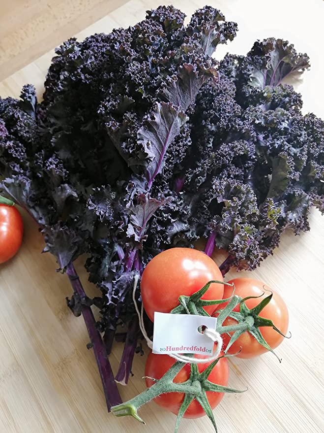 Hundredfold 100 Scarlet Curly Kale Vegetable Seeds - Brassica oleracea Non-GMO Ornamental & Edible
