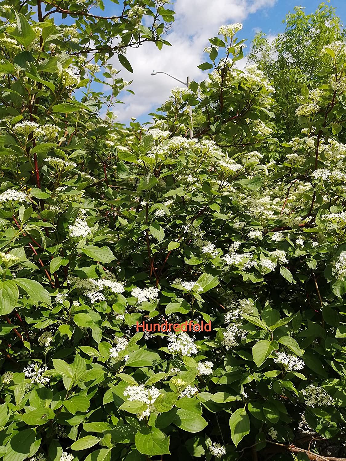 Hundredfold 10 Red Osier Dogwood Shrub Seeds - Cornus sericea Low Maintenance Ontario Native Bush, with Four Season Interests