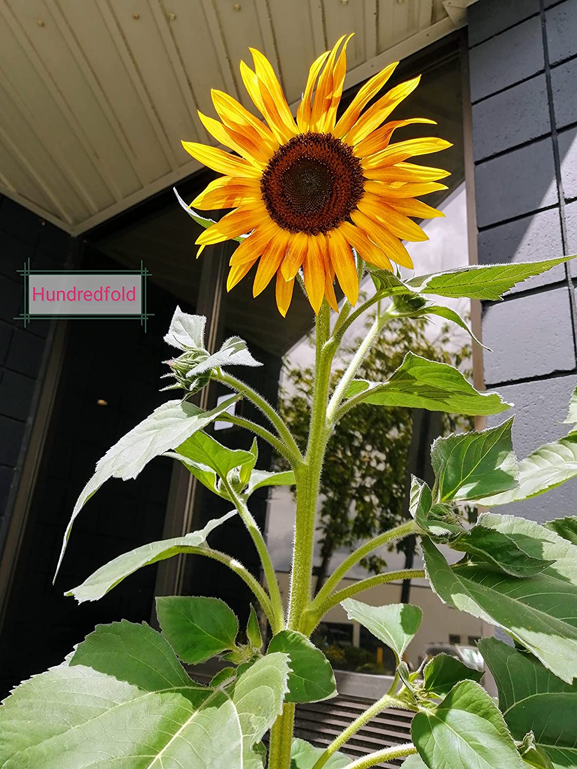 Autumn Beauty Mix Sunflower 30 Seeds - Non-GMO Multi-Branching Sunflower Best for Fall Display, Cut Flowers & Bee Gardens