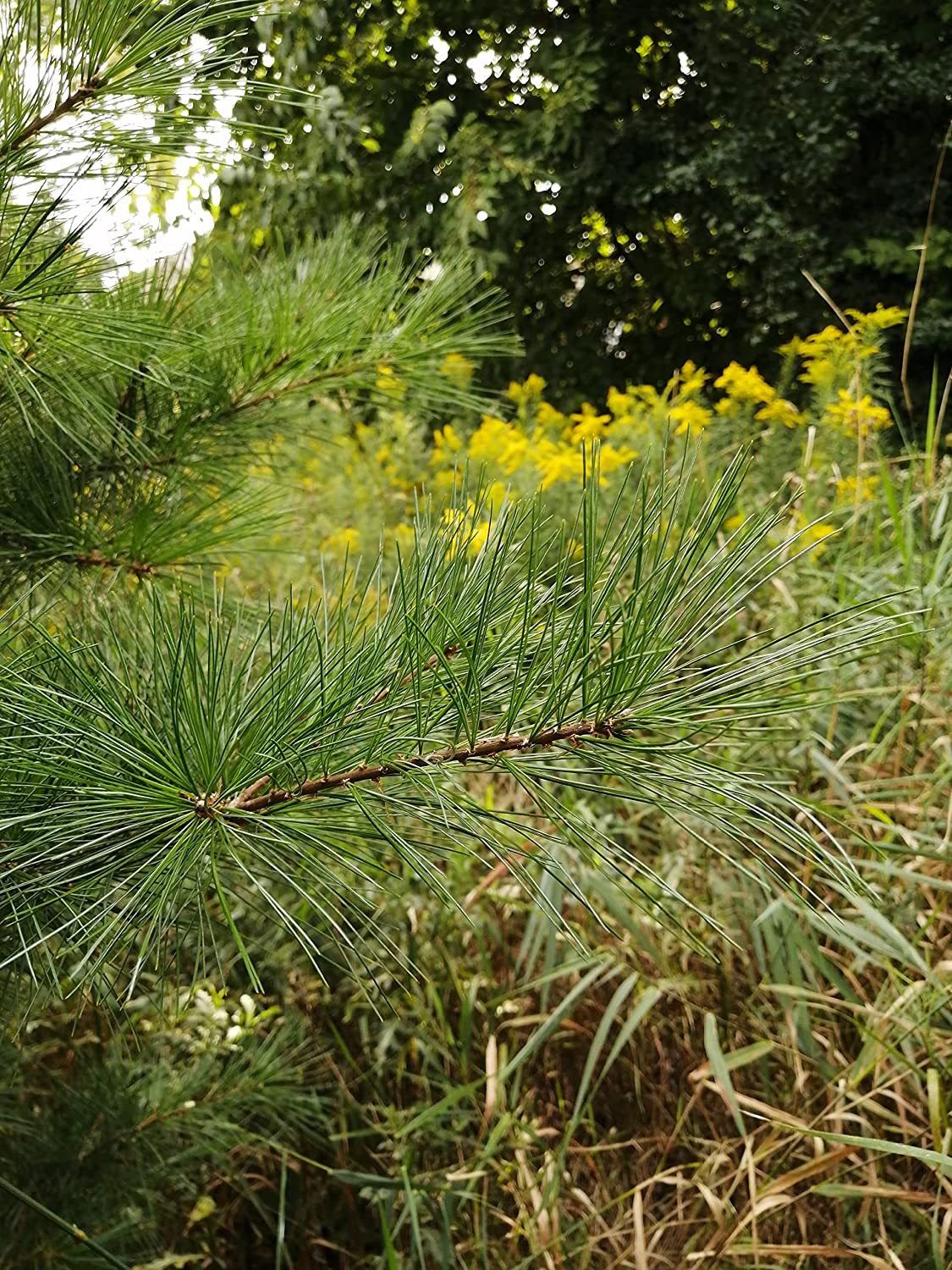 Eastern White Pine 10 Tree Seeds - Pinus strobus Canada & USA Native Tree, Weymouth Pine, for Windbreak, Firewood or Bonsai Houseplant