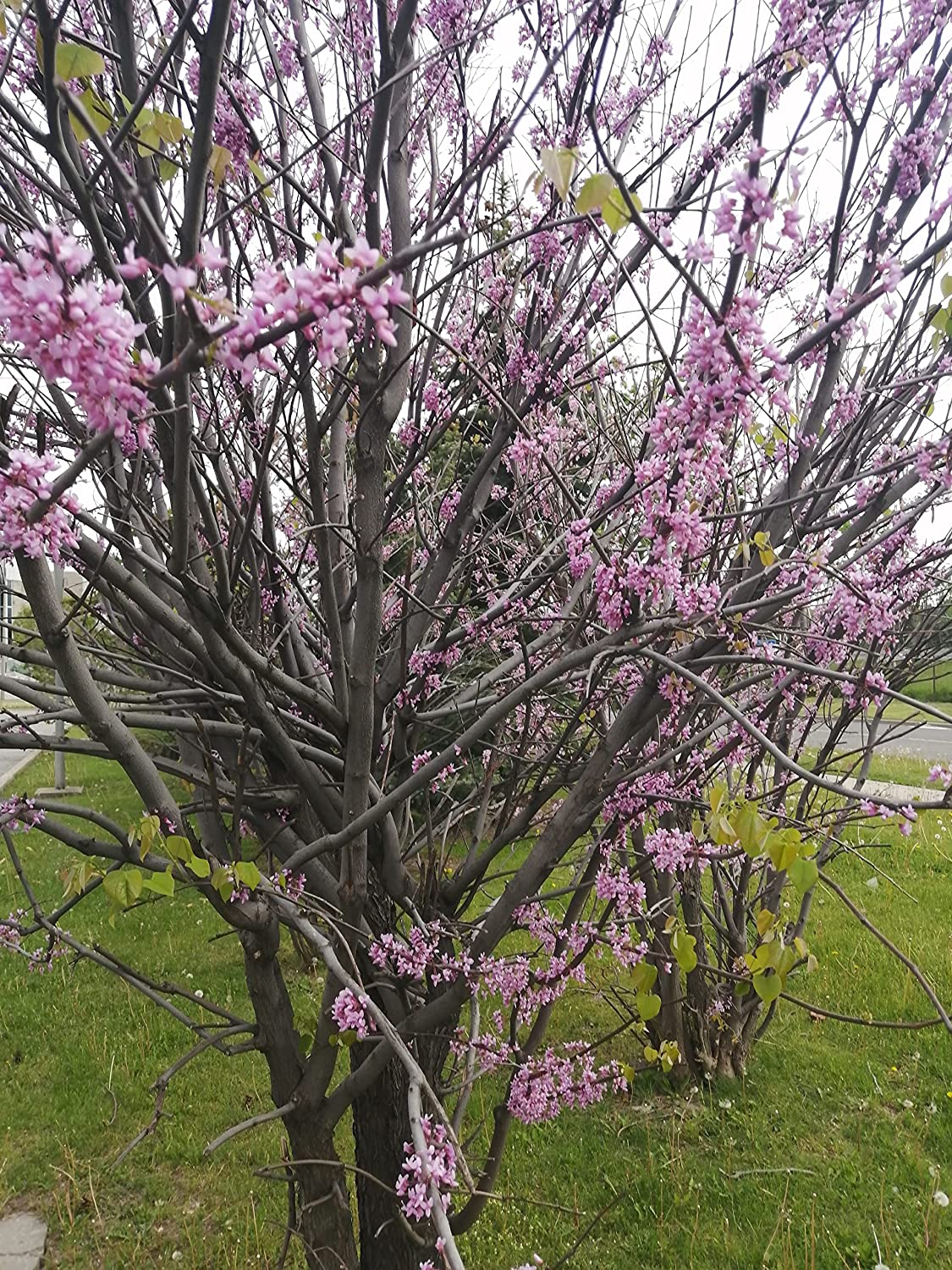 Eastern Redbud 20 Seeds, Cercis Canadensis Ontario Native, Beautiful Spring Blossom, Deer Resistant, Landscaping Shrub or Small Tree, for Lawn Tree & Yard Tree