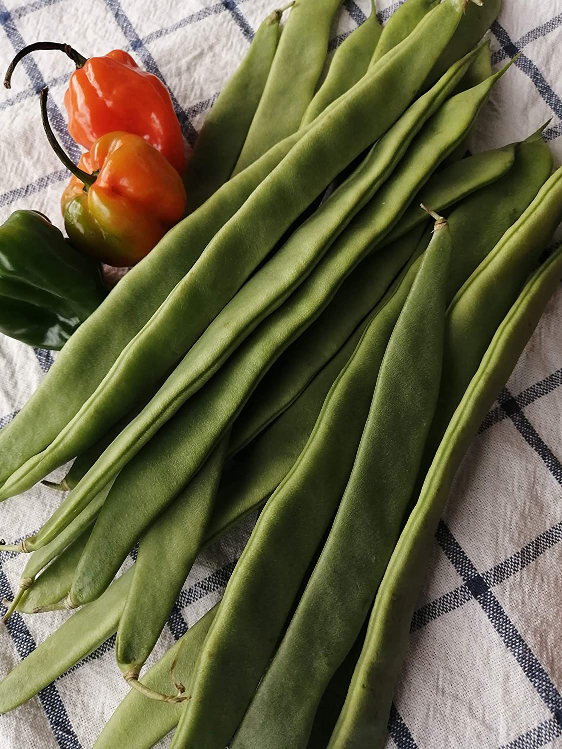 Northeaster Climbing Pole Bean 30 Vegetable Seeds - Non-GMO Romano Green Snap Bean