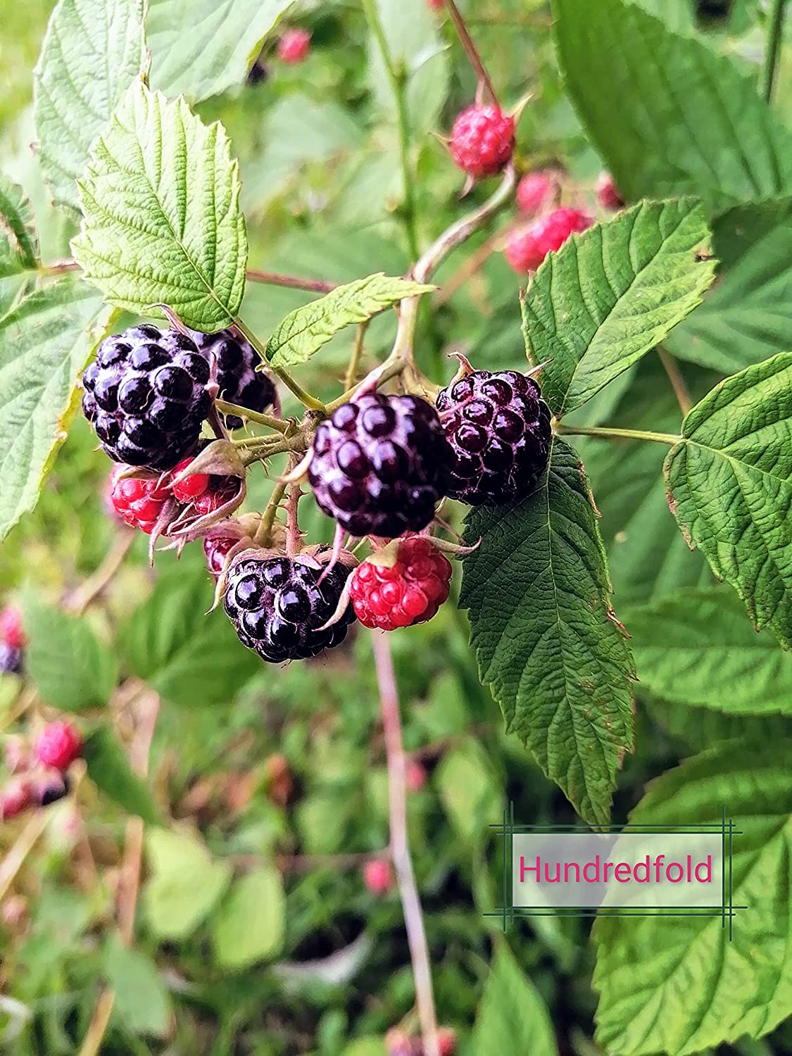 Hundredfold Black Raspberry 20 Fruit Seeds - Non-GMO Canada Native Wild Blackcap Raspberry, Bramble, Producing Tasty Fruits & Fragrant Flowers