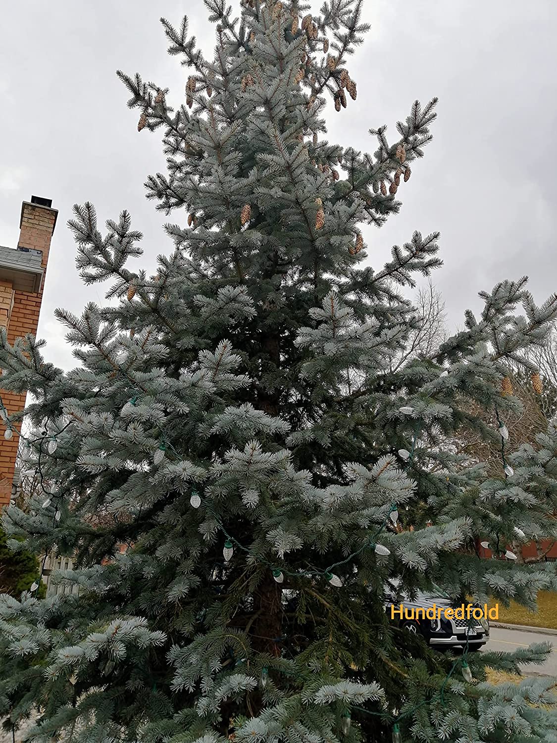 Mature Colorado blue spruce trees with striking silver-blue foliage, perfect for privacy screens or windbreaks.