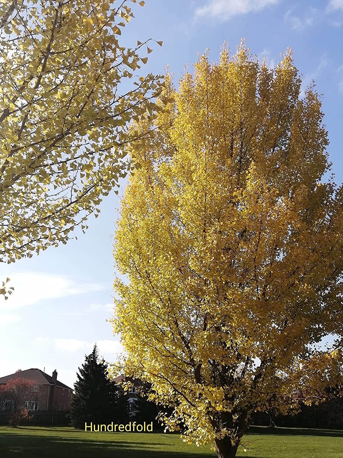 50 graines d'arbres de Ginkgo à planter, Ginkgo biloba, Gingko, cultivé en Ontario, couleur d'automne dorée 
