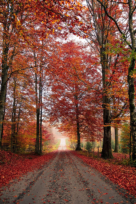 Red Maple 20 Tree Seeds - Acer rubrum Canada and USA Native, Scarlet Maple, Swamp Maple, Eco-Friendly Alternative to Japanese Maple