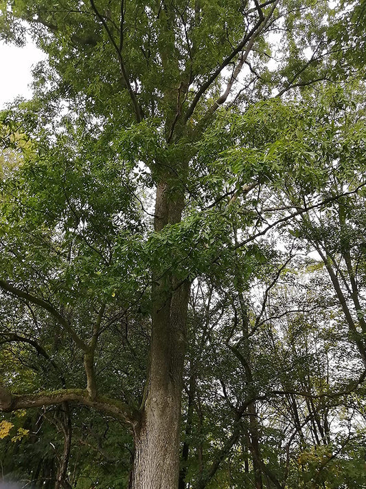 Caryer amer centuple 5 noix - Carya cordiformis Graines d'arbres indigènes frais de l'Ontario, faites pousser votre propre bois de chauffage 