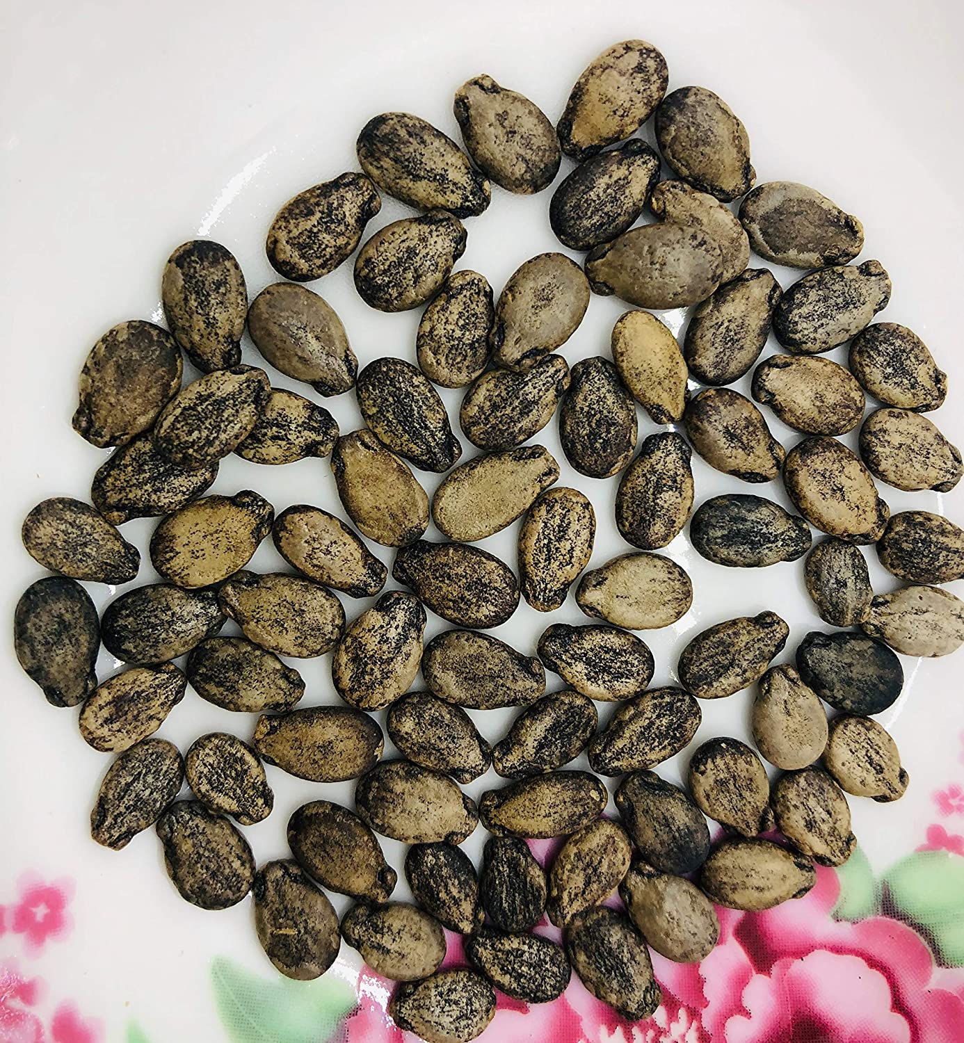 Pastèque bébé biologique au sucre centuple 50 graines - Citrullus lanatus Heirloom Fruits sucrés sans OGM 