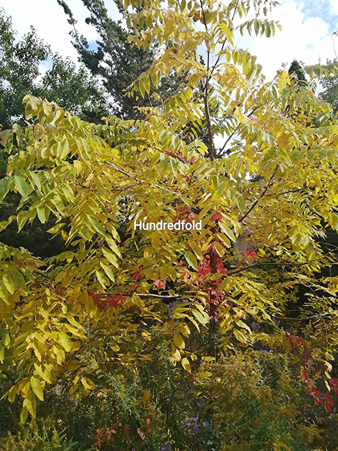 Black Walnut 20 Nuts Juglans nigra Eastern Balck Walnut, Canada Native Fresh Seeds for Sale by Hundredfold,  for Planting, Ontario Grown