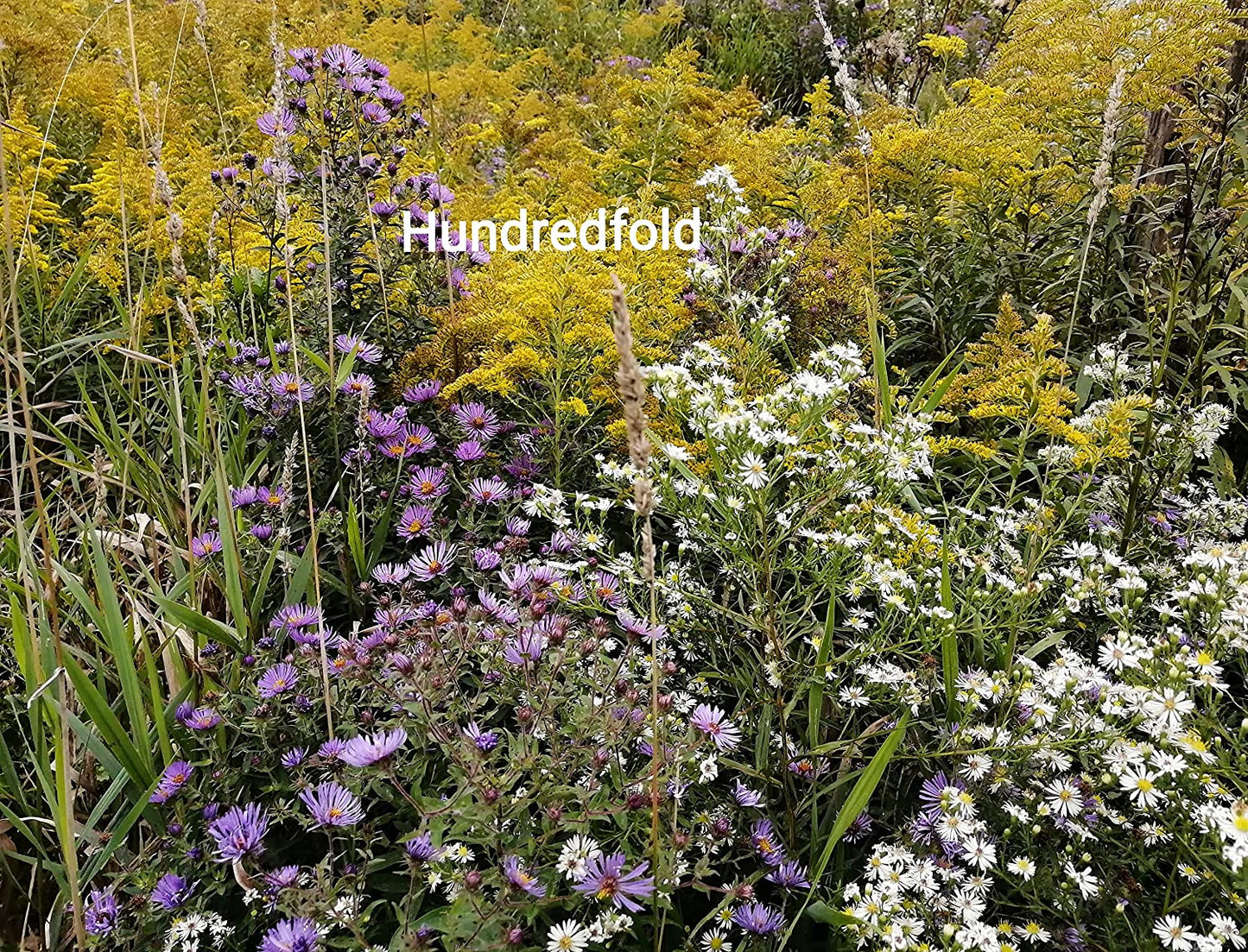 Hundredfold 100 New England Aster Seeds - Symphyotrichum novae-angliae Canada Native Wildflower Nectar Source for Monarch Butterflies and Bees, Autumn Garden Staple
