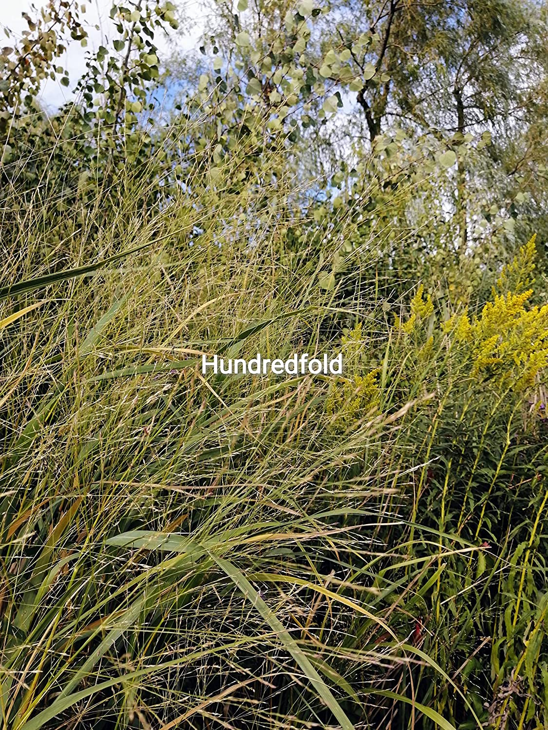 Graines de panicules Switchgrass 1/2 lb Hundredfold - Panicum virgatum Graminées ornementales en touffes, attirent les oiseaux, appréciées pour les jardins indigènes et les prairies de fleurs sauvages