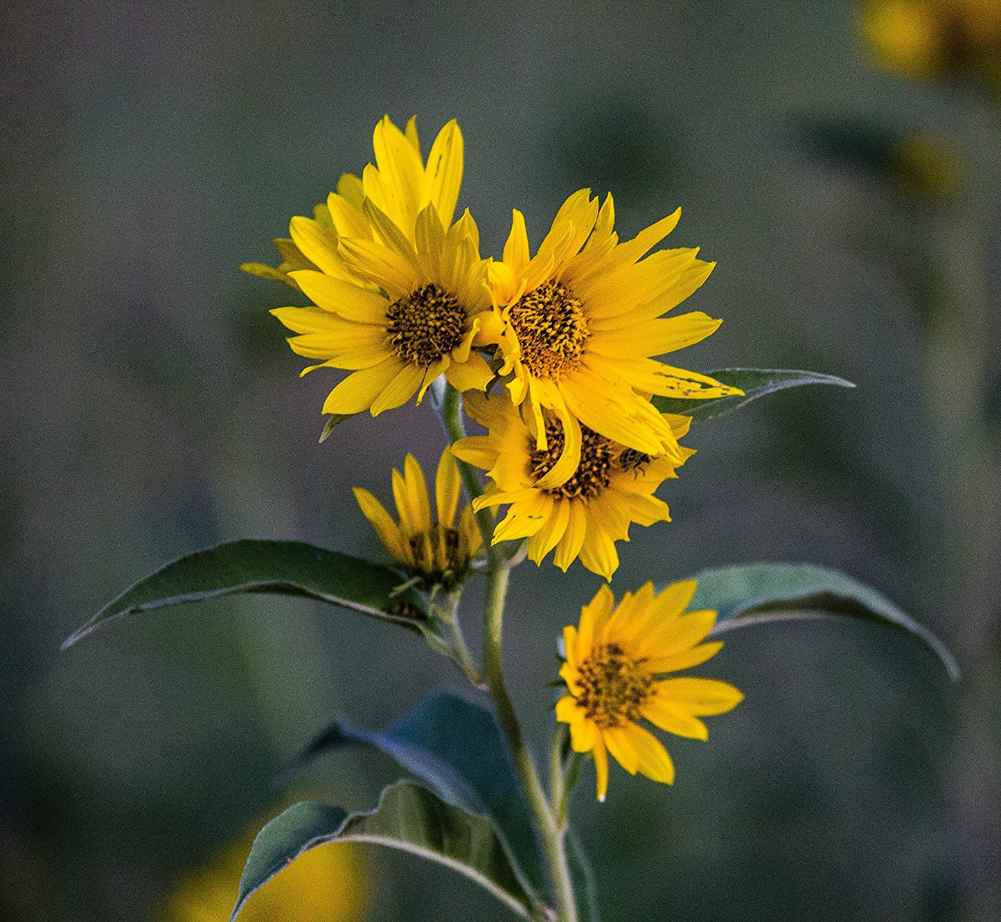 Hundredfold Oxeye Sunflower 100 Seeds - Heliopsis helianthoides Smooth Ox Eye Sunflower, False Sunflower Canada Native Wildflower Wild Flower