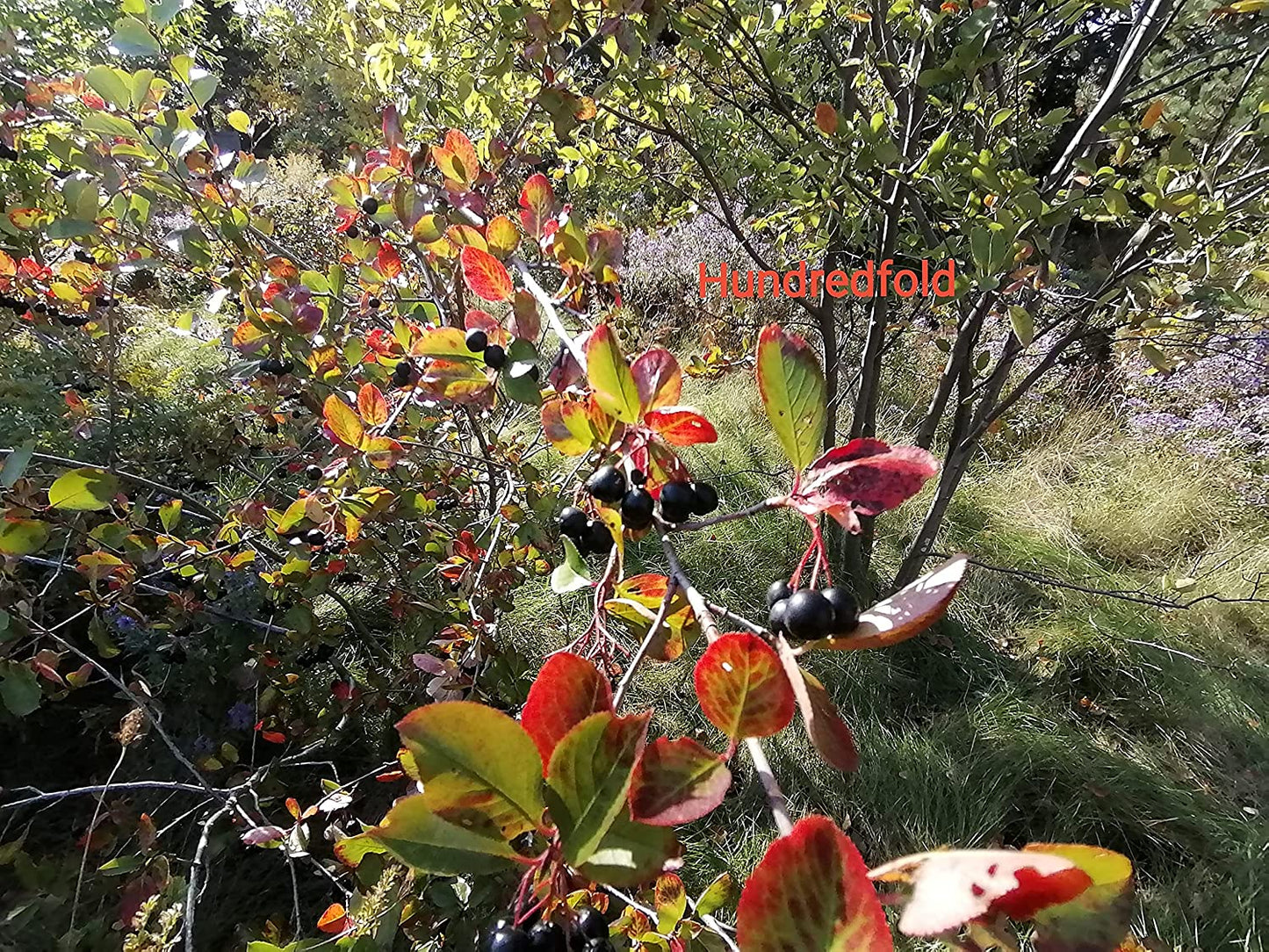 Hundredfold 20 Black Chokeberry Seeds – Aronia melanocarpa Aronia Berries Adaptive Canadian Native Shrub, for Landscaping, Erosion Control, Windbreak or Backyard Fruit Tree, Producing High Antioxidant Fruits, Packed and Shipped in Canada
