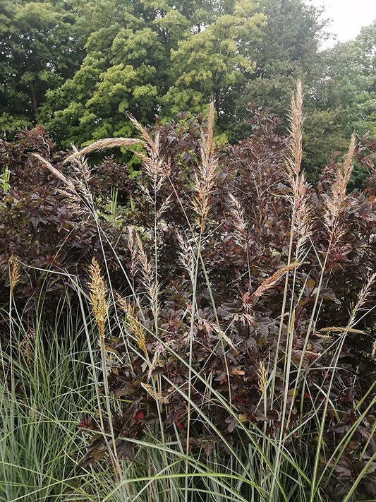 Centuple 500 graines d'herbe indienne - Sorghastrum nutans Herbe indienne Graminées ornementales en touffes, herbe indienne jaune, attire les oiseaux, appréciée pour les jardins indigènes et les prairies de fleurs sauvages 