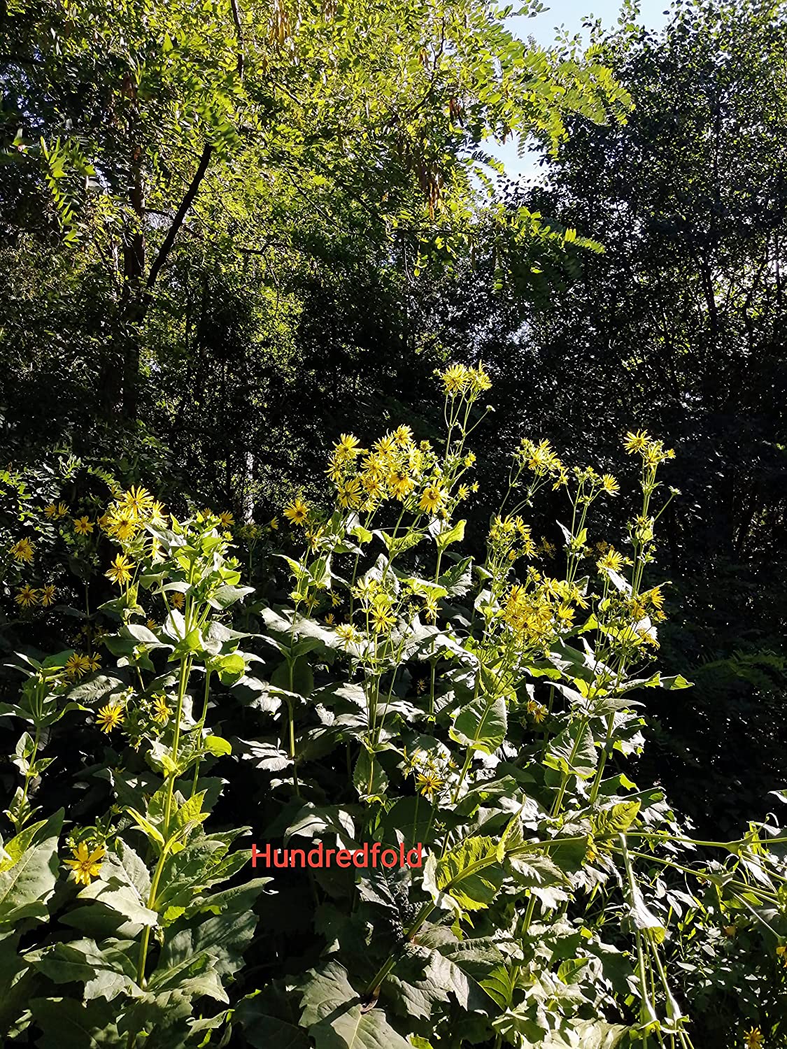 Plante à coupe centuple 50 graines - Silphium perfoliatum Fleur sauvage indigène de l'Ontario, parfaite pour les prairies indigènes ou les jardins pluviaux 
