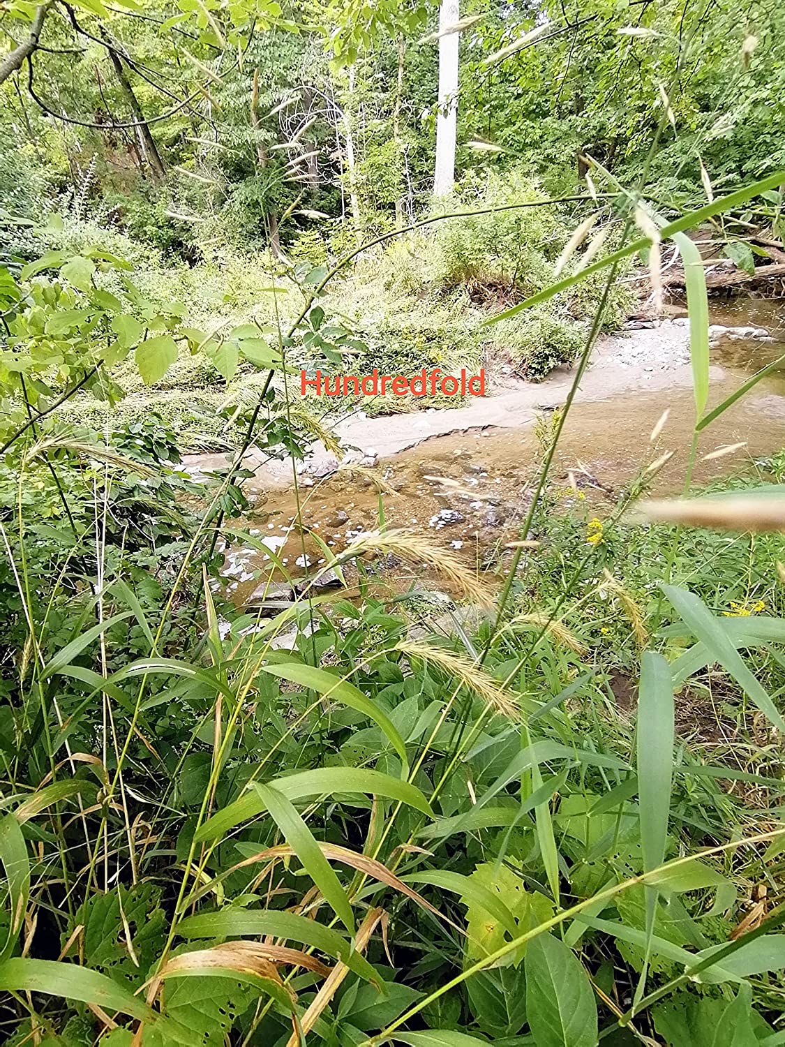 Graines d'Elyme sauvage du Canada au centuple 100 graines - Elymus canadensis Élyme sauvage indigène des prairies de l'Ontario, Élyme sauvage penché, parfait pour le contrôle de l'érosion ou comme graminée ornementale 