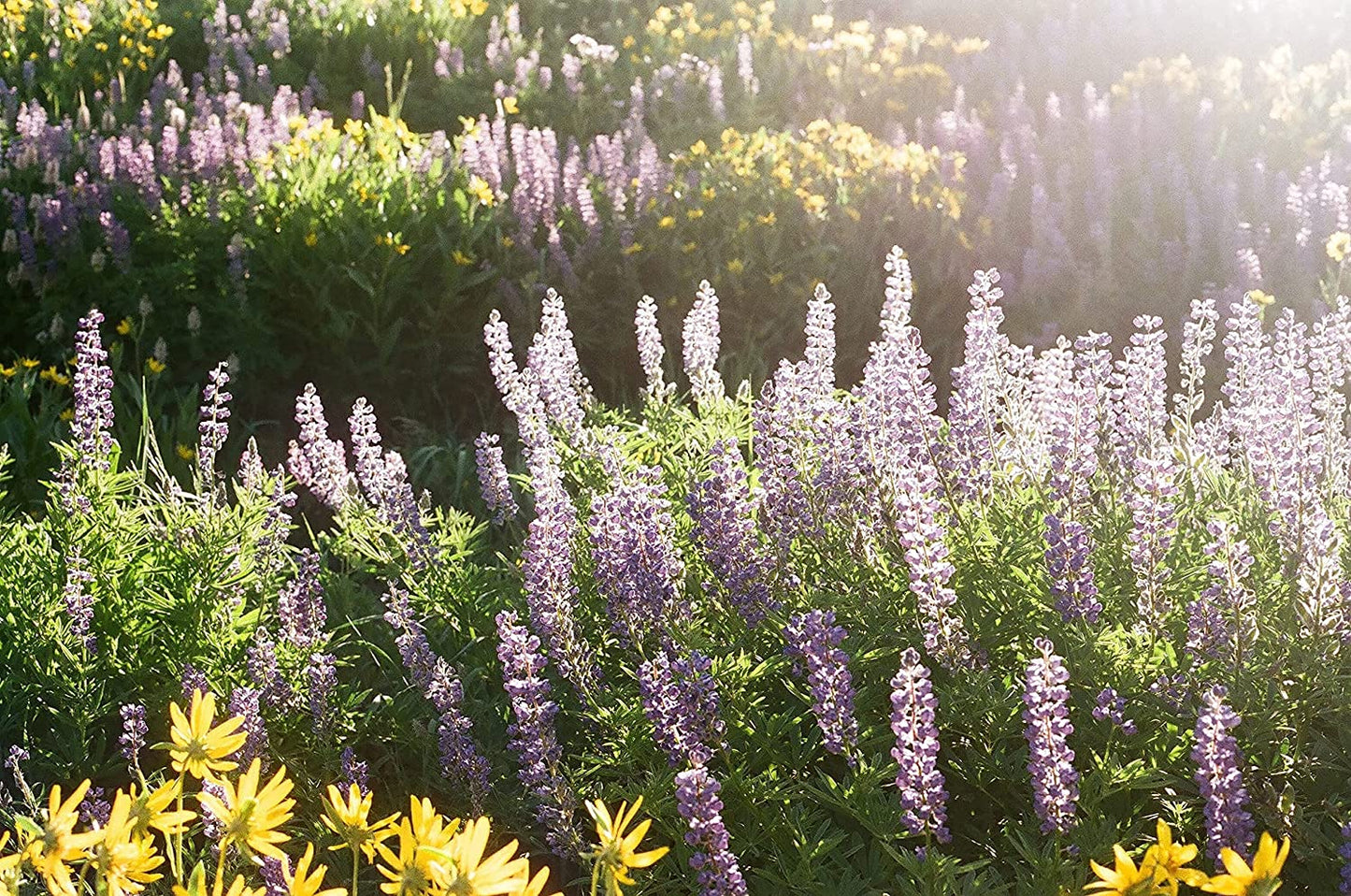 Lupin annuel à feuilles creuses, Lupin d'Arroyo, Lupin succulent 100 graines de fleurs - Lupinus succulentus Fleur sauvage indigène du nord-ouest du Pacifique sans OGM, attire les abeilles, les oiseaux et les papillons 