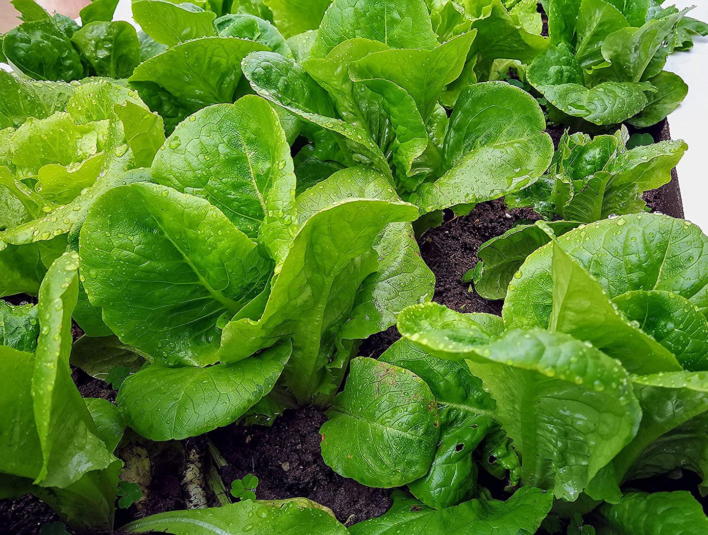 Laitue romaine Cos Hundredfold Parris Island 1000 graines de légumes - Lactuca Sativa sans OGM 
