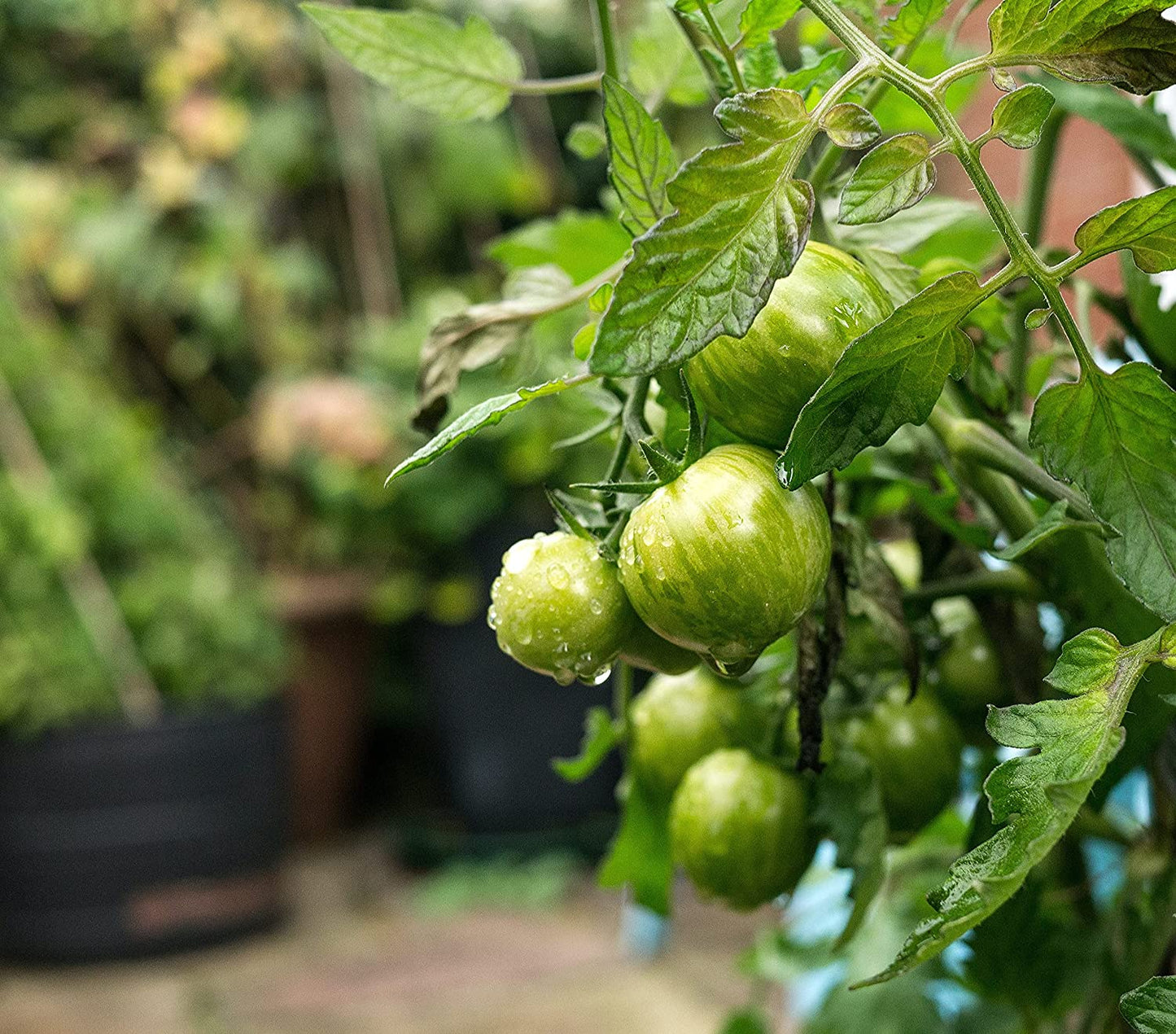 Tomate verte centuple à trancher, 50 graines - Sans OGM, pollinisation libre, beaux fruits jaunes à rayures vertes, excellents pour les salades et les hamburgers 