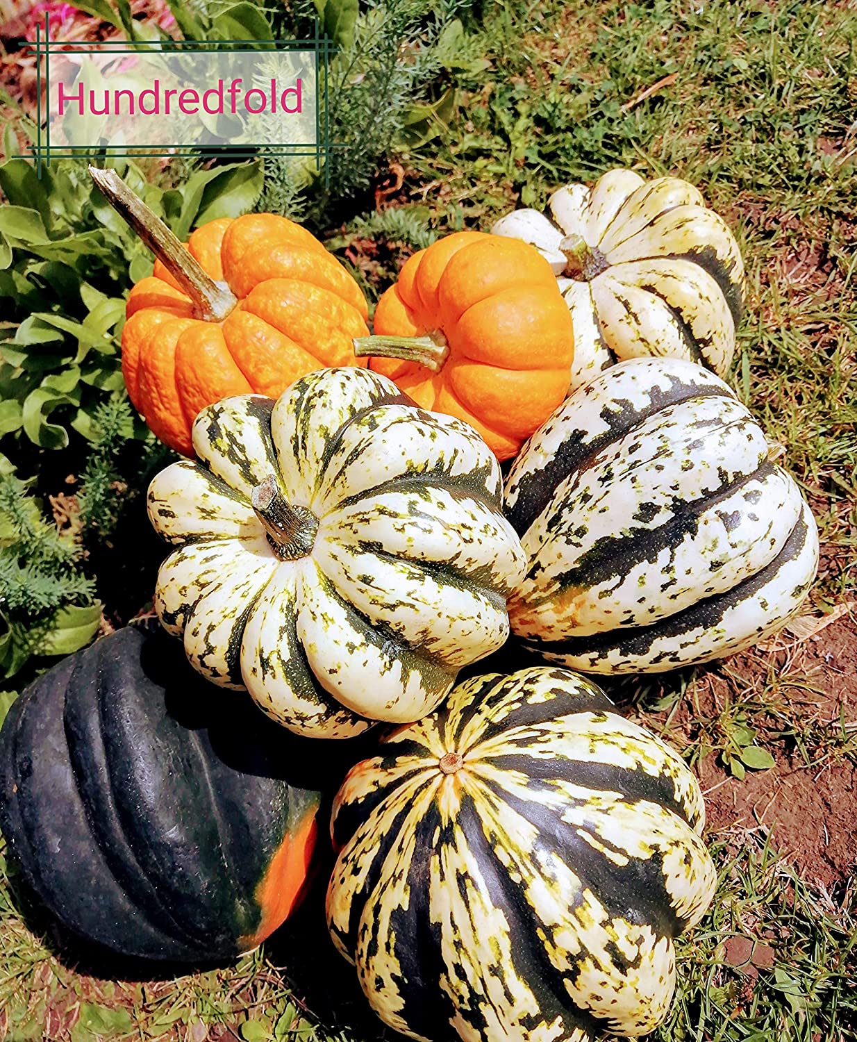 Citrouille miniature Hundredfold Jack Be Little 30 graines à planter – Cucurbita Pepo Citrouille bébé sans OGM pour la décoration ou la consommation, jardin d'enfants