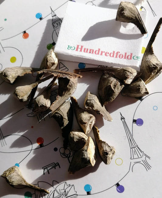 Bigleaf Maple 10 Tree Seeds – BC Native (Acer macrophyllum)