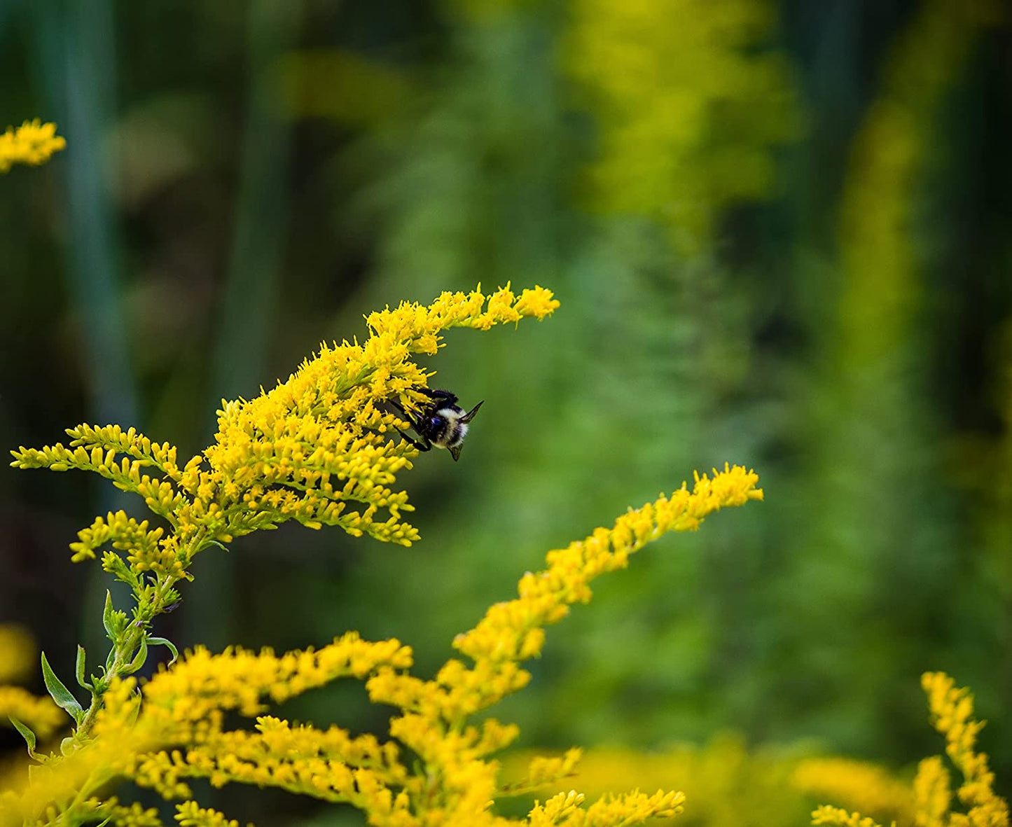Hundredfold Gray Goldenrod, Old Field Goldenrod 500 Flower Seeds - Solidago nemoralis Canada Native Wildflower, Dwarf Goldenrod, Attract Bees and Butterflies