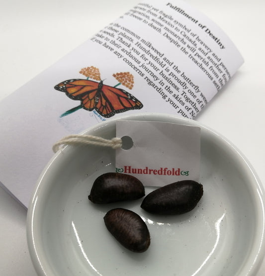 Pawpaw Paw Paw American Papaw 3 Seeds - Asimina triloba Paw-Paw Canada USA Native Fruit Tree, Producing Tropical-Looking Foliage and Tasty Fruits