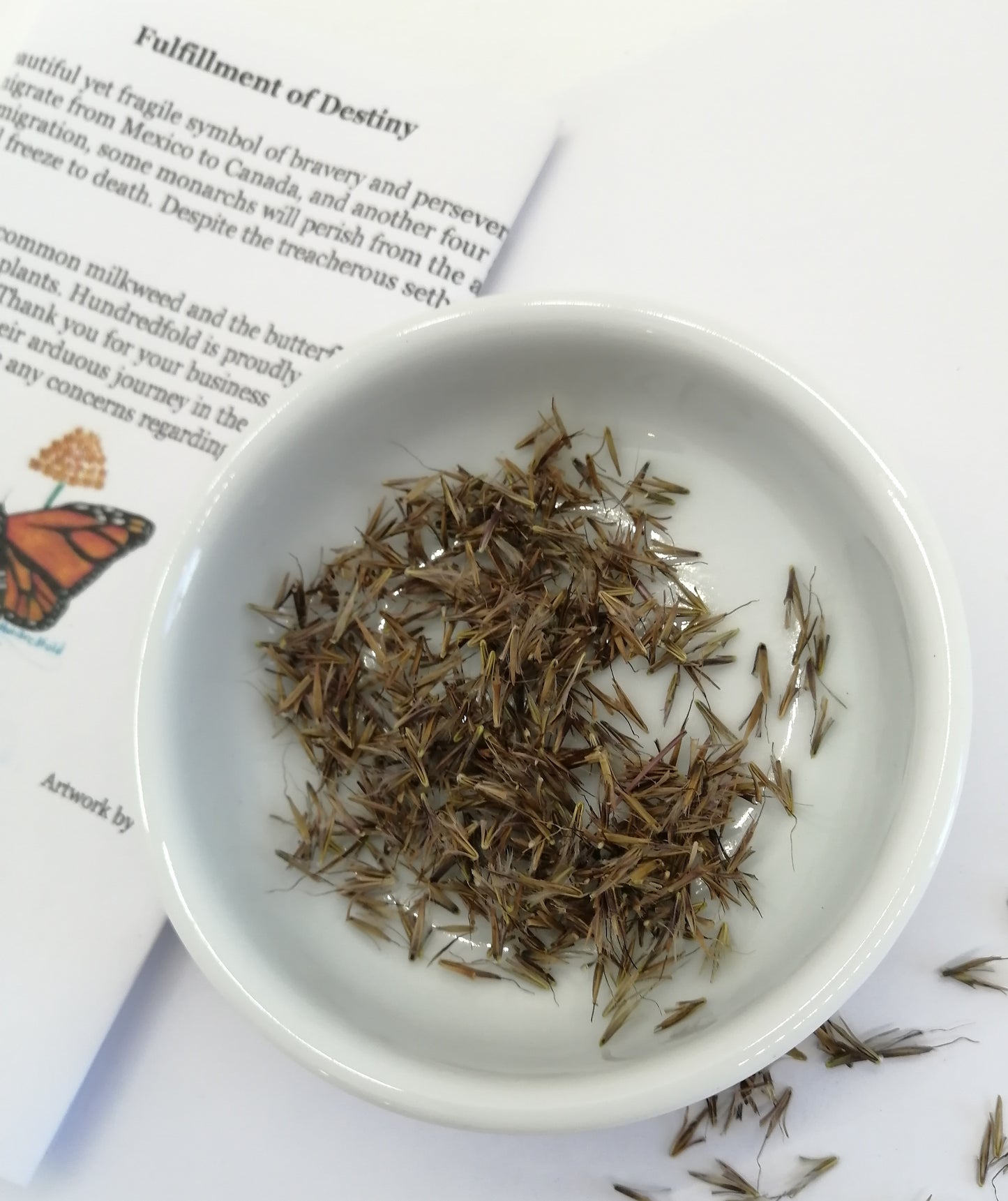 Centuple 500 graines de petit gazon à tige bleue - Schizachyrium scoparium Graminées ornementales en touffes, attirent les oiseaux, appréciées pour les jardins indigènes et les prairies de fleurs sauvages 